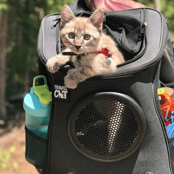 Black backpack that says Travel Cat. There is an orange cat popping its own out of the top. A blue waterbottle is in the pocket on the left side.