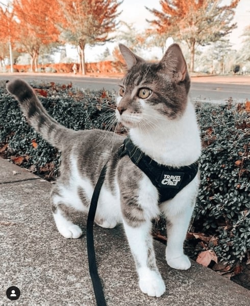 Grey and white cat walking outside. It is wearing a Travel Cat harness with a leash attached. In the background is a green bush and orange trees